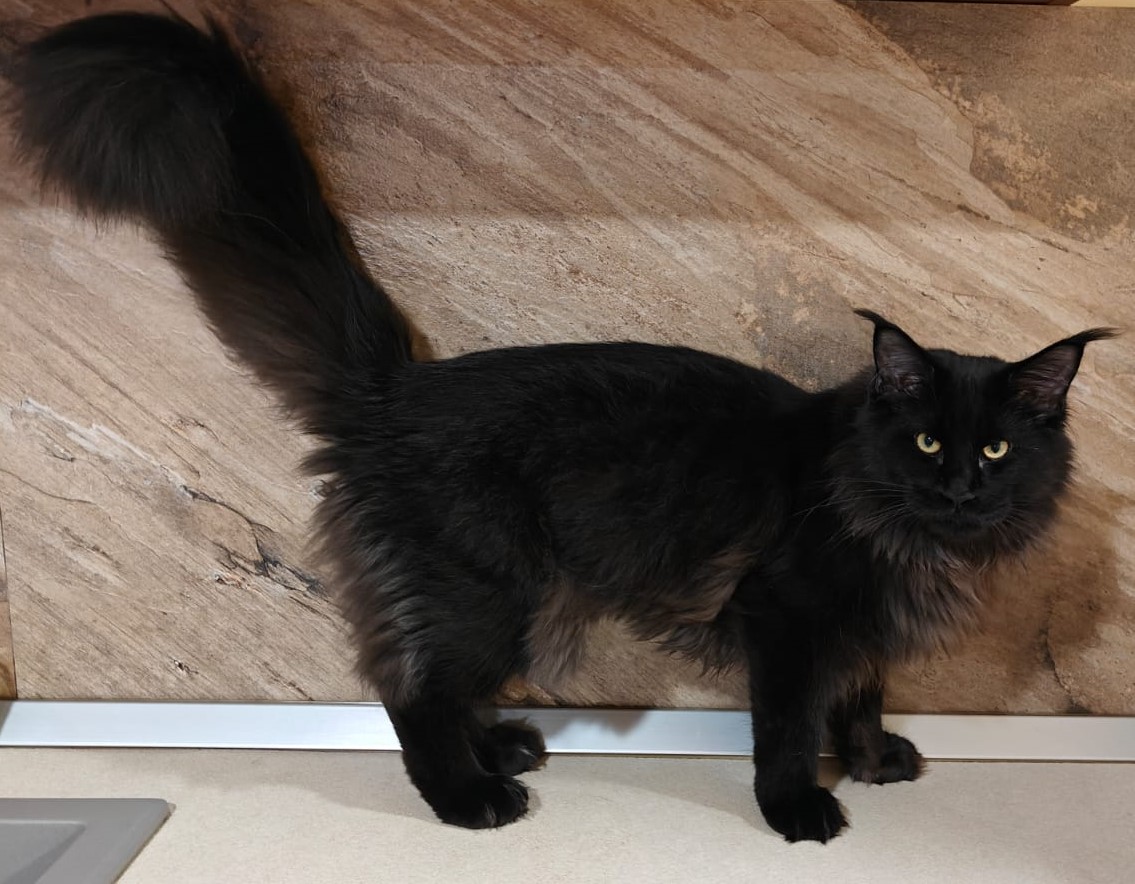 Miracle Paradise Filip